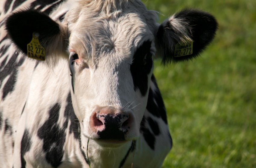 Перспективні аграрії Підмосков'я отримають 368 мільйонів рублів в поточному році