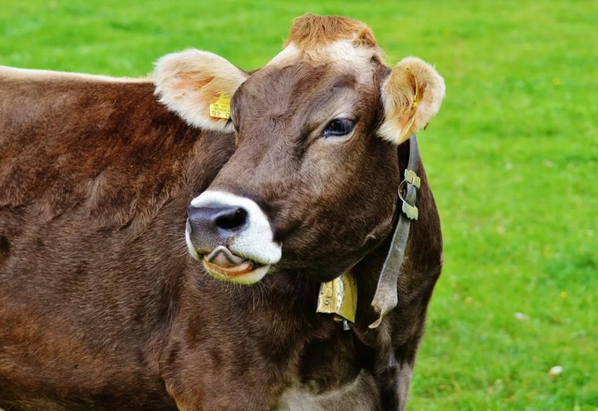 Перспективні аграрії Підмосков'я отримають 368 мільйонів рублів в поточному році