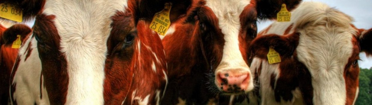 Перспективні аграрії Підмосков'я отримають 368 мільйонів рублів в поточному році