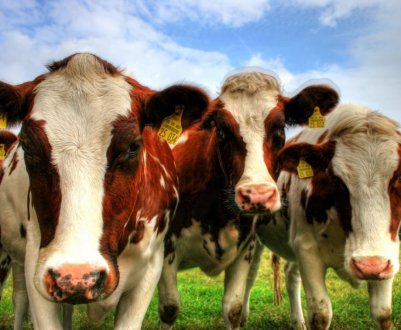 Перспективні аграрії Підмосков'я отримають 368 мільйонів рублів в поточному році