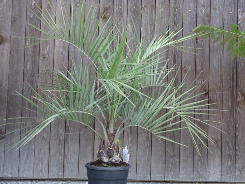 Бутия головчаста Бутия головчаста