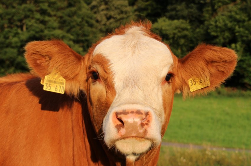 В Росії все активніше обживаються голштинские корівки В Росії все активніше обживаються голштинские корівки