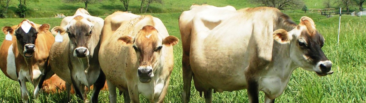 У Росії все активніше обживаються голштинские корівки