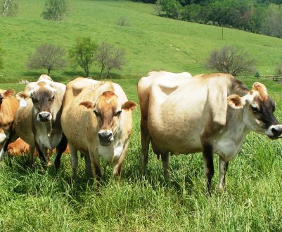 У Росії все активніше обживаються голштинские корівки