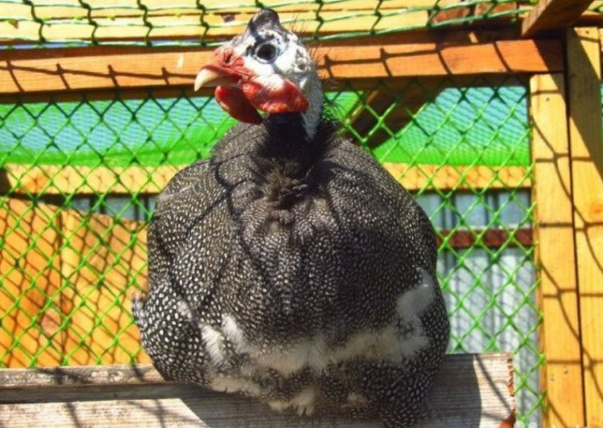 Самець цесарки