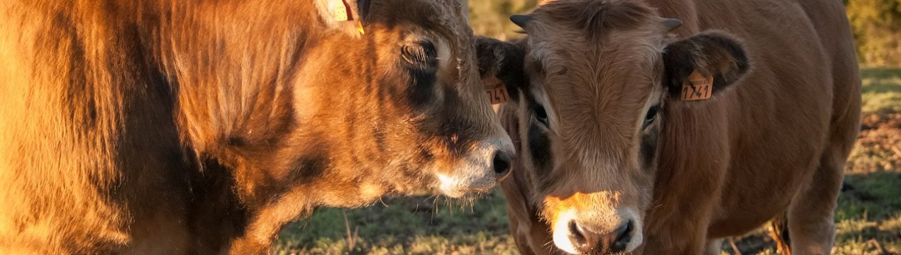 Поголів'я російського худоби з початку року скоротилося до 19 мільйонів особин