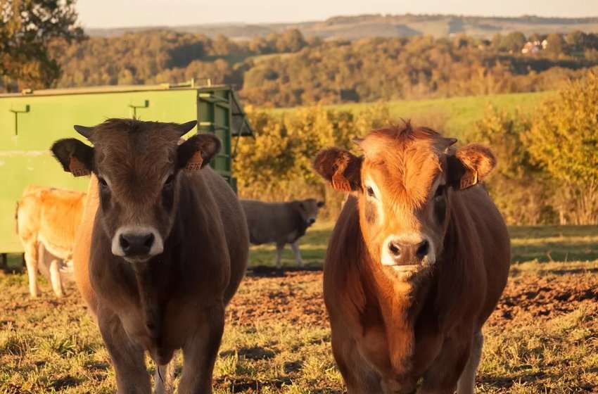 Поголів'я російського худоби з початку року скоротилося до 19 мільйонів особин Поголів'я російського худоби з початку року скоротилося до 19 мільйонів особин