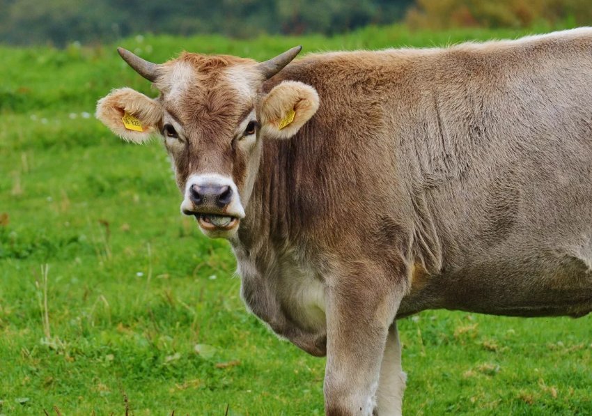 Поголів'я російського худоби з початку року скоротилося до 19 мільйонів особин Поголів'я російського худоби з початку року скоротилося до 19 мільйонів особин