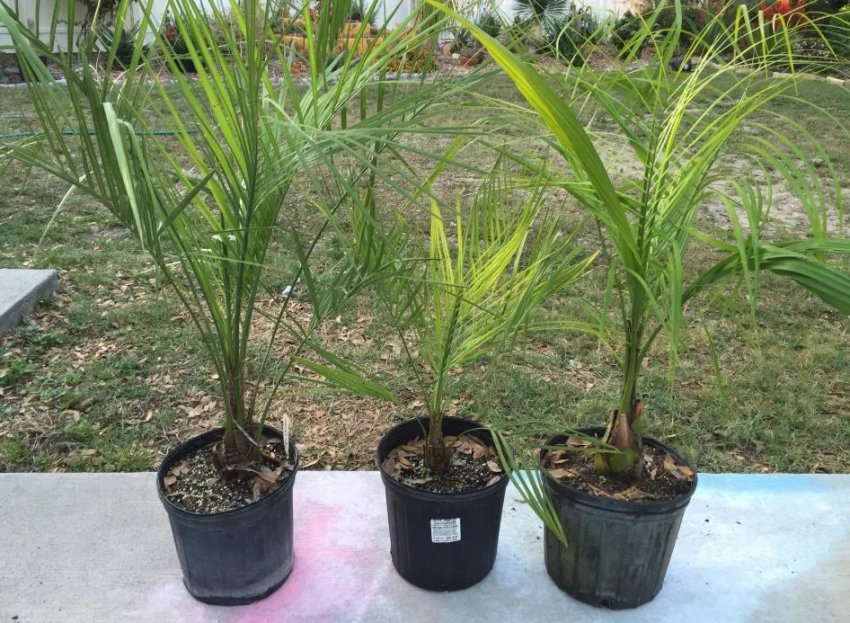 Бутия Бутия