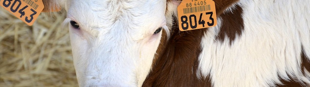 Вінницьке господарство планує збільшити надої до 9 тисяч літрів молока на корову