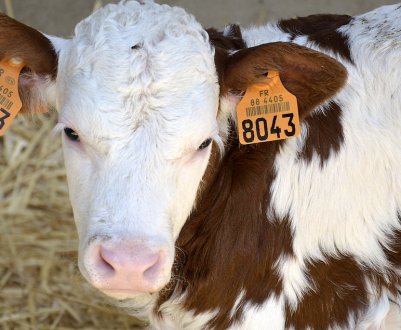 Вінницьке господарство планує збільшити надої до 9 тисяч літрів молока на корову