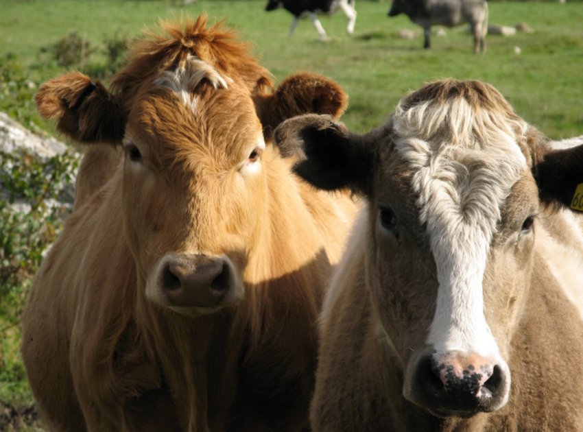 Вінницьке господарство планує збільшити надої до 9 тисяч літрів молока на корову