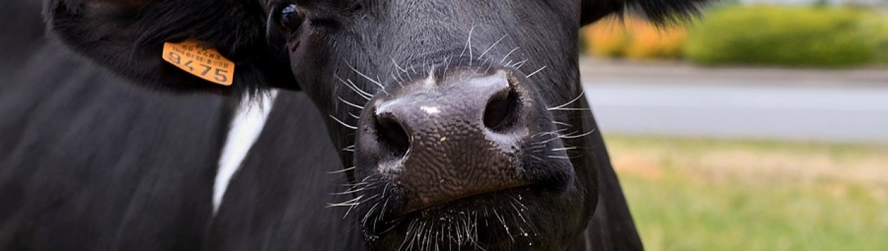 Селянам України масово відмовляють в отриманні дотації на вирощування молодняку ВРХ