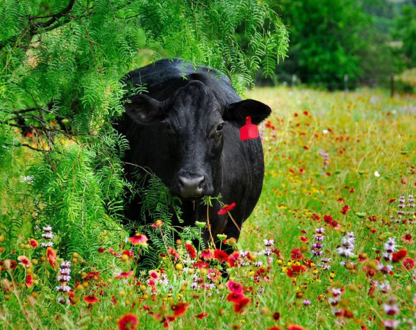 Селянам України масово відмовляють в отриманні дотації на вирощування молодняку ВРХ