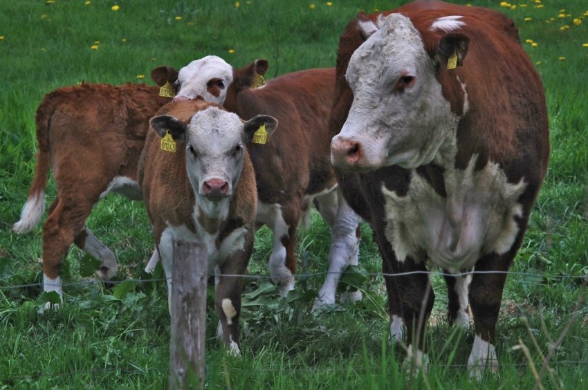 Селянам України масово відмовляють в отриманні дотації на вирощування молодняку ВРХ
