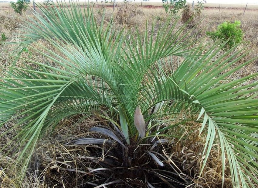 Волосистопокрывальная бутия Волосистопокрывальная бутия