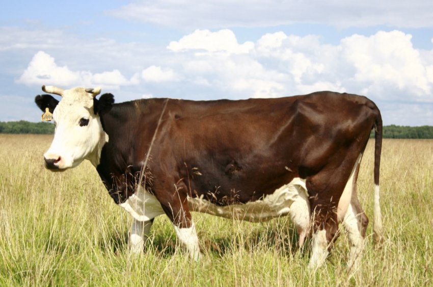 Ірландські фермери під дедалі більшим тиском з боку Зелених Ірландські фермери під дедалі більшим тиском з боку Зелених