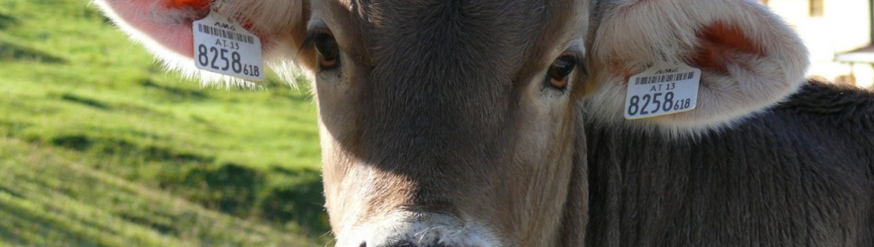 Ірландські фермери під дедалі більшим тиском з боку Зелених