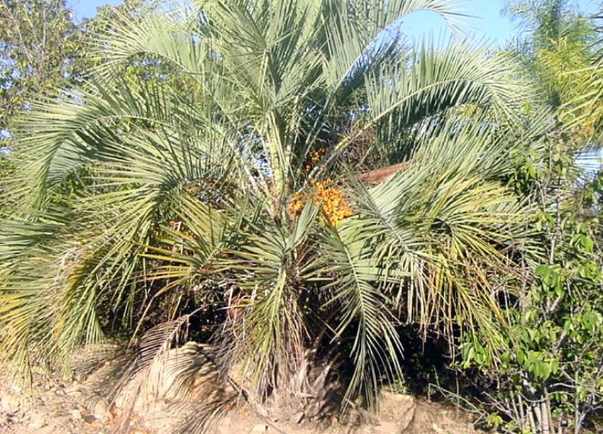 Парагвайська бутия Парагвайська бутия