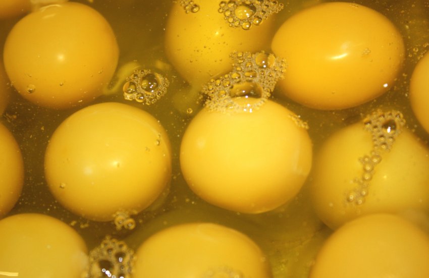 Український агрохолдинг «Авангард» почав випуск рідких яєчних продуктів з добавками Український агрохолдинг «Авангард» почав випуск рідких яєчних продуктів з добавками