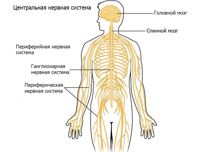 Как употреблять медовуху правильно. Смотреть фото Как употреблять медовуху правильно. Смотреть картинку Как употреблять медовуху правильно. Картинка про Как употреблять медовуху правильно. Фото Как употреблять медовуху правильно