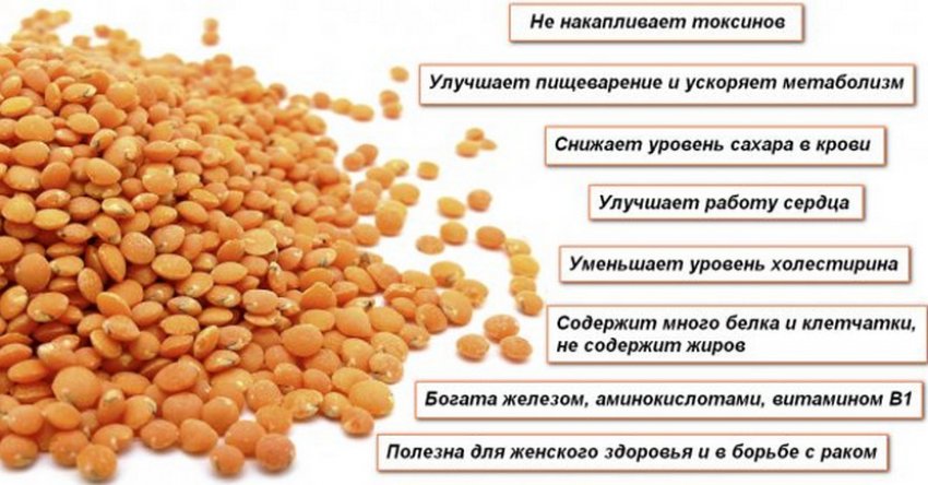 Что такое чечевица и как она растет. Смотреть фото Что такое чечевица и как она растет. Смотреть картинку Что такое чечевица и как она растет. Картинка про Что такое чечевица и как она растет. Фото Что такое чечевица и как она растет