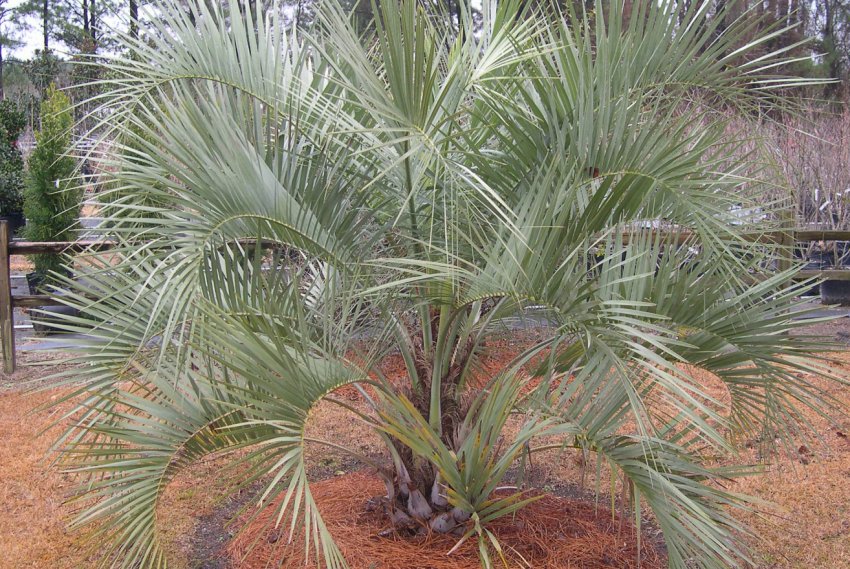 Бутия пам'ятай Бутия пам'ятай