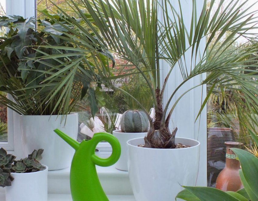 Бутия Бутия