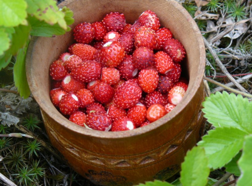 Фермери Херсонської області експортують полуницю і картоплю в Білорусь з допомогою агрегаторів