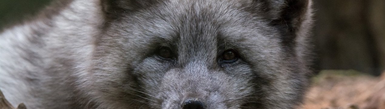 Звіроферми в Україні: бути чи не бути?