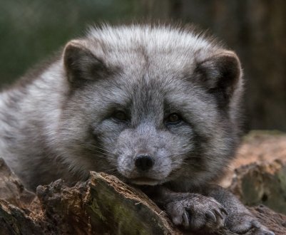 Звіроферми в Україні: бути чи не бути? 