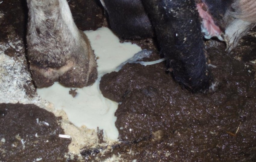 Патологічні виділення Патологічні виділення