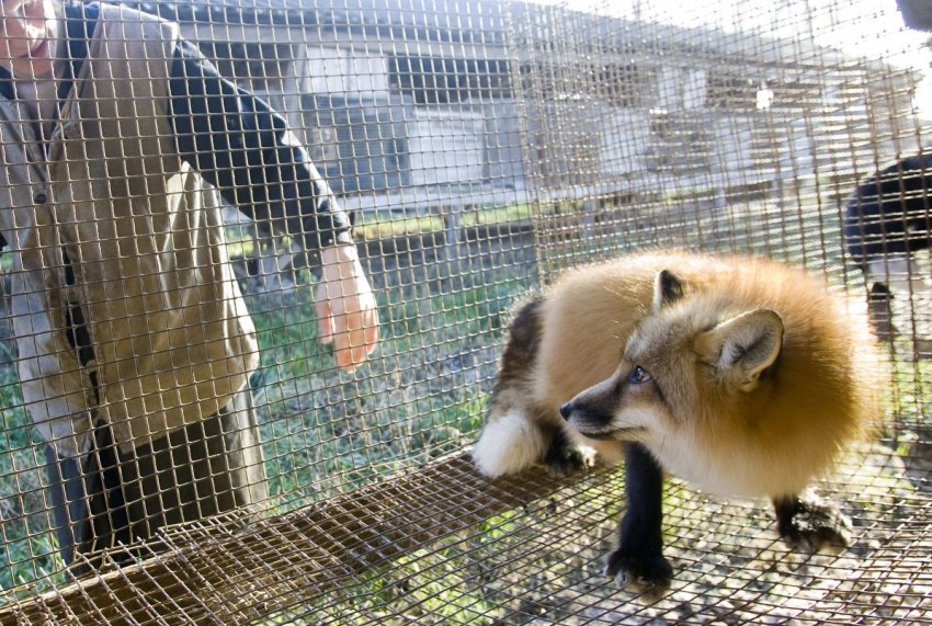 Звіроферми в Україні: бути чи не бути?