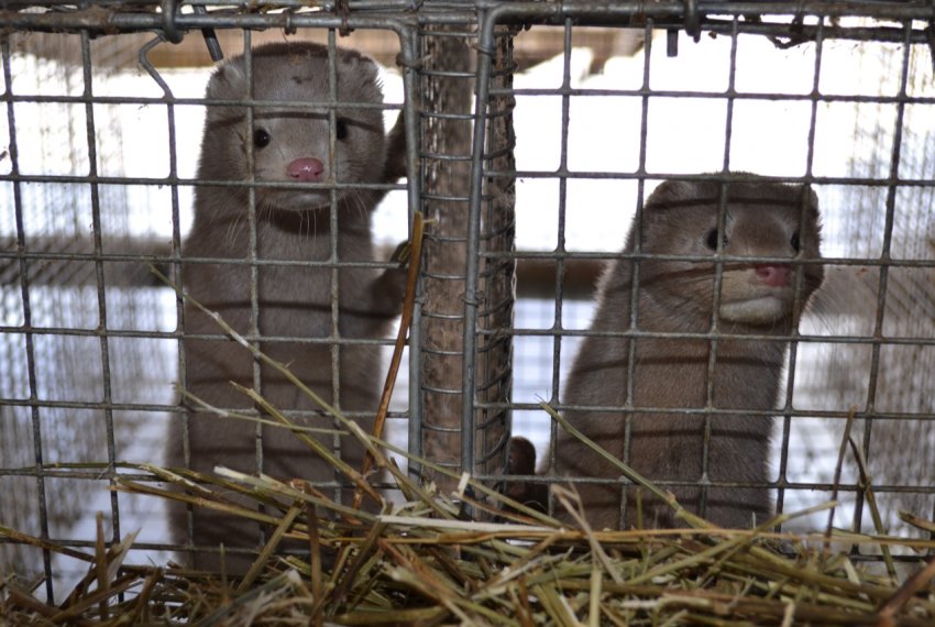 Звіроферми в Україні: бути чи не бути?