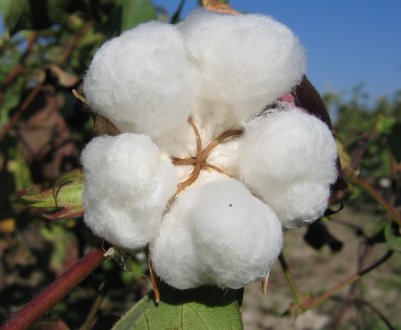 В Індії вилучено величезну кількість незаконних бавовняних насіння