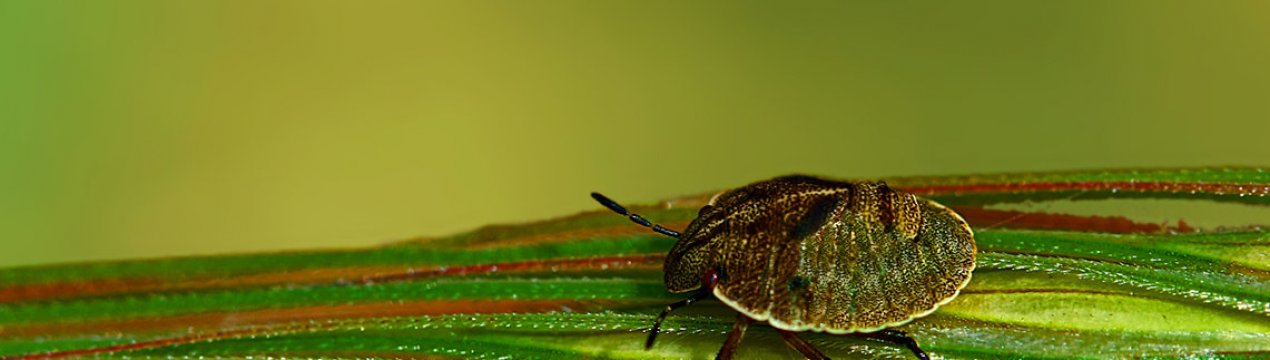 Аграрії повідомляють про виляганні колосових культур