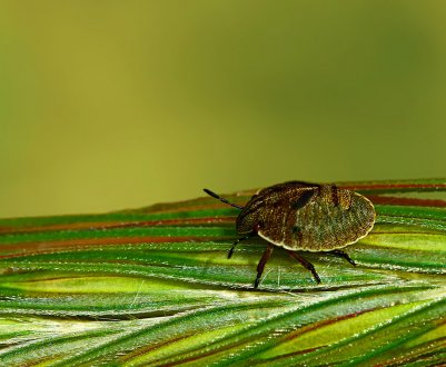 Аграрії повідомляють про виляганні колосових культур