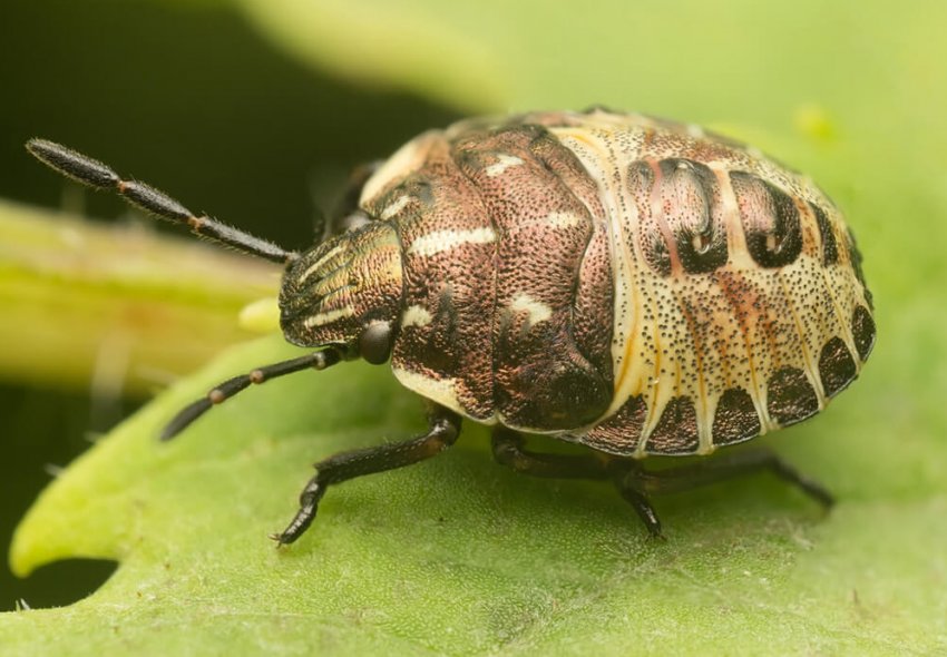 Аграрії України повідомляють про виляганні колосових культур Аграрії України повідомляють про виляганні колосових культур
