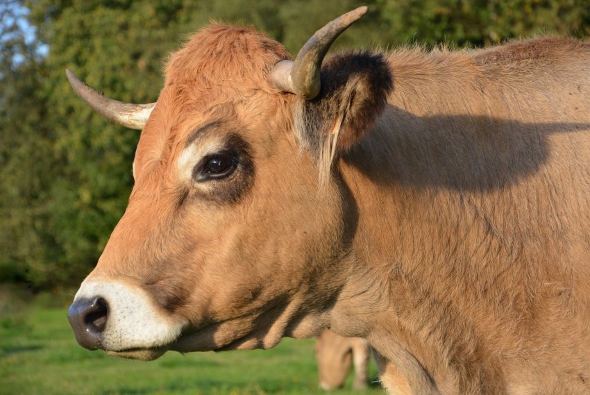 Кавказький худобу все активніше рухається у бік Ірану Кавказький худобу все активніше рухається у бік Ірану