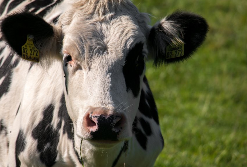 Кавказький худобу все активніше рухається у бік Ірану Кавказький худобу все активніше рухається у бік Ірану