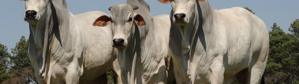 У Філіппінах великої рогатої худоби і свиней достатньо для ринку