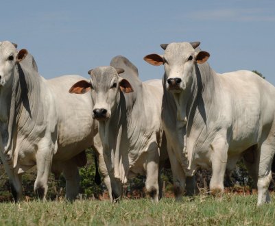 У Філіппінах великої рогатої худоби і свиней достатньо для ринку