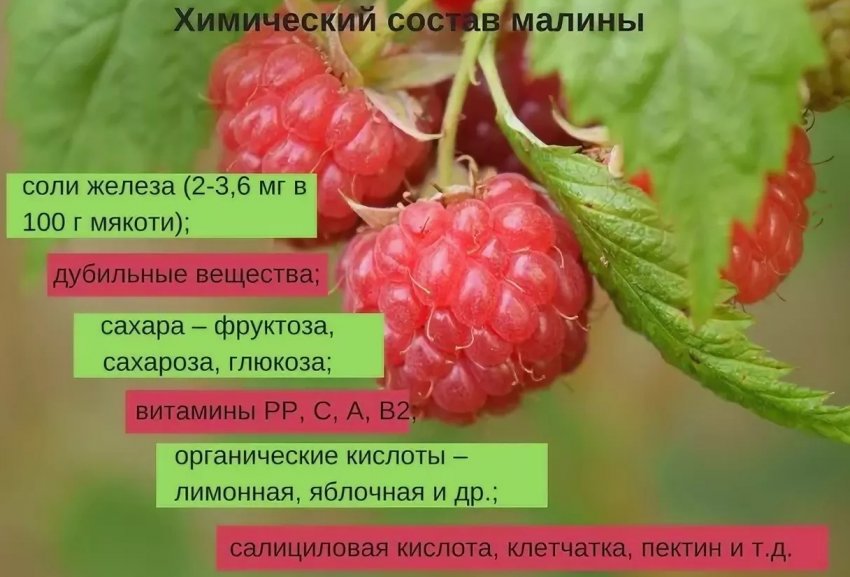 Можно ли кормящим отвар малины. 82592.ps7m6c.850. Можно ли кормящим отвар малины фото. Можно ли кормящим отвар малины-82592.ps7m6c.850. картинка Можно ли кормящим отвар малины. картинка 82592.ps7m6c.850. Весь контент iLive проверяется медицинскими экспертами, чтобы обеспечить максимально возможную точность и соответствие фактам.