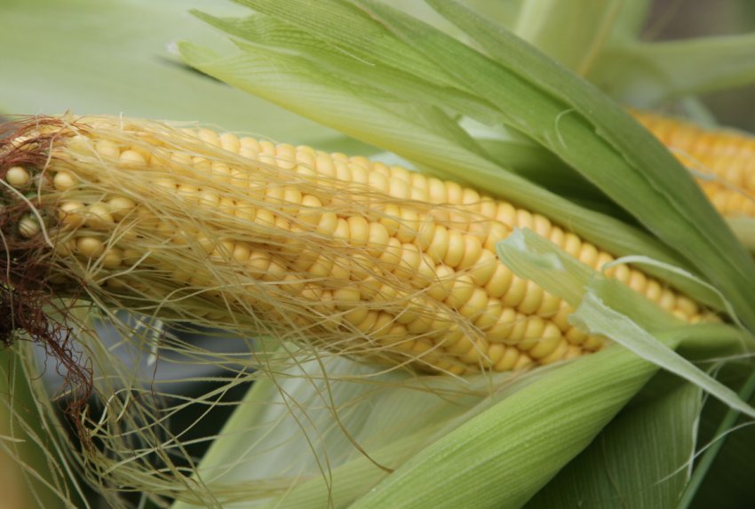 «Ярий план» в Росії виконано на 80 відсотків «Ярий план» в Росії виконано на 80 відсотків