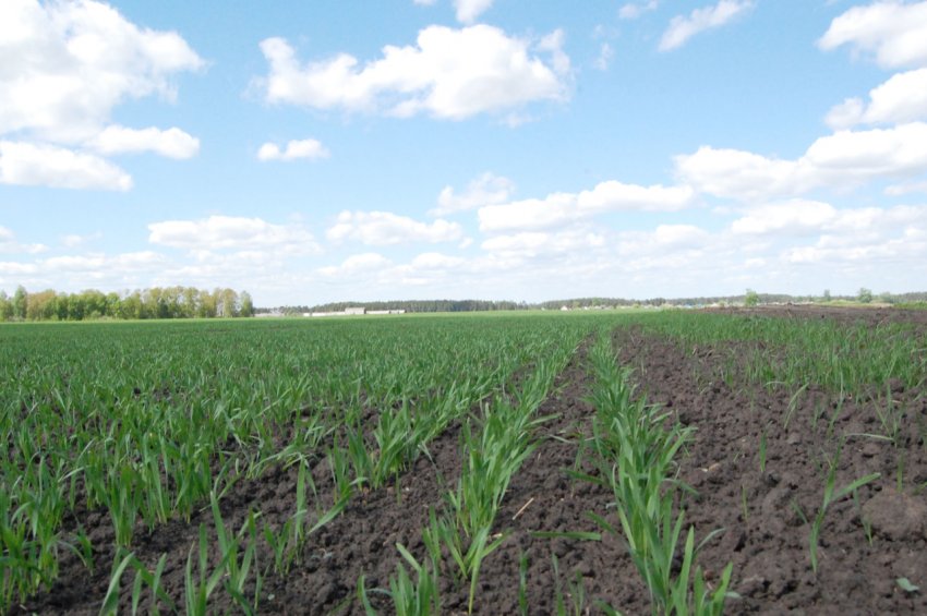 «Ярий план» в Росії виконано на 80 відсотків «Ярий план» в Росії виконано на 80 відсотків