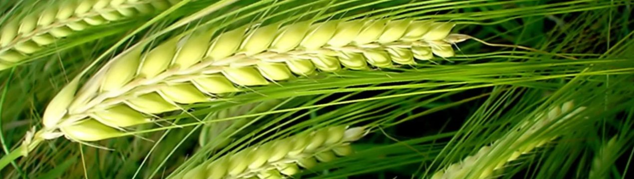 «Ярий план» в Росії виконано на 80 відсотків