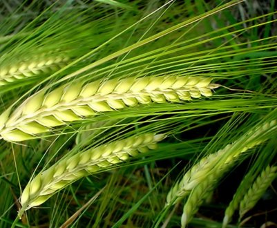 «Ярий план» в Росії виконано на 80 відсотків