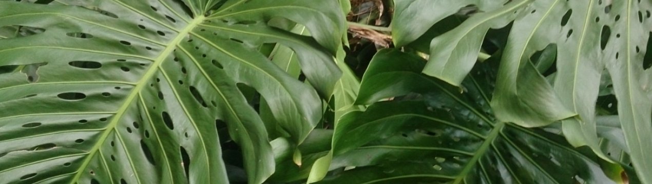 Догляд та розмноження монстери в домашніх умовах