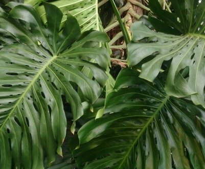 Догляд та розмноження монстери в домашніх умовах