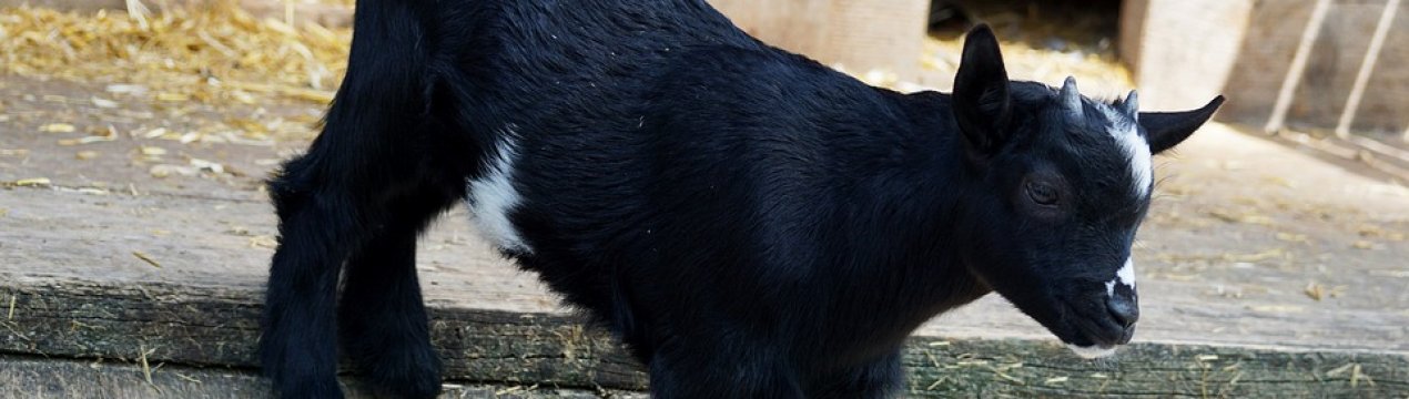 У Києві пройде аукціон племінних тварин